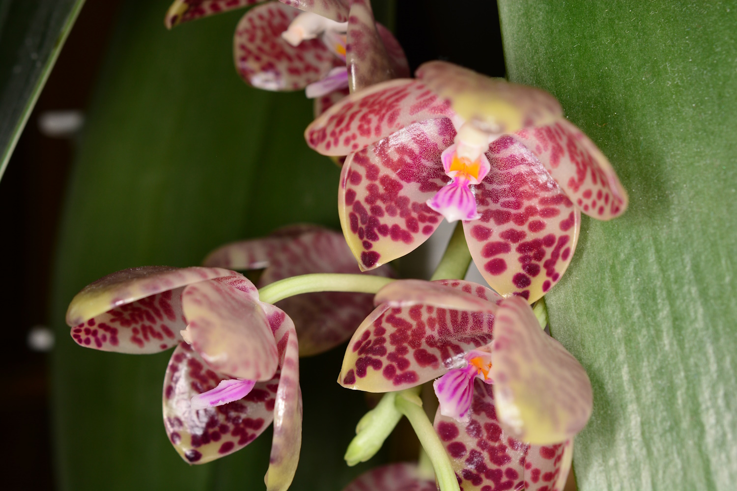 Phalaenopsis gigantea